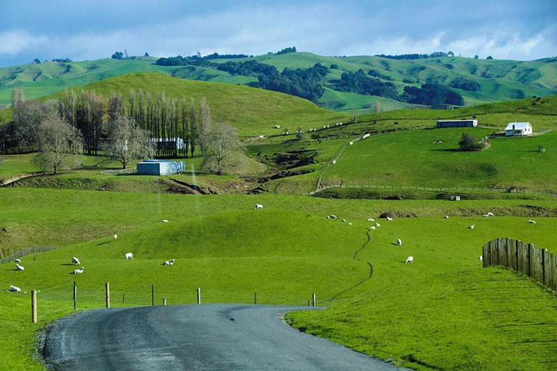 Chất lượng sữa tại New Zealand