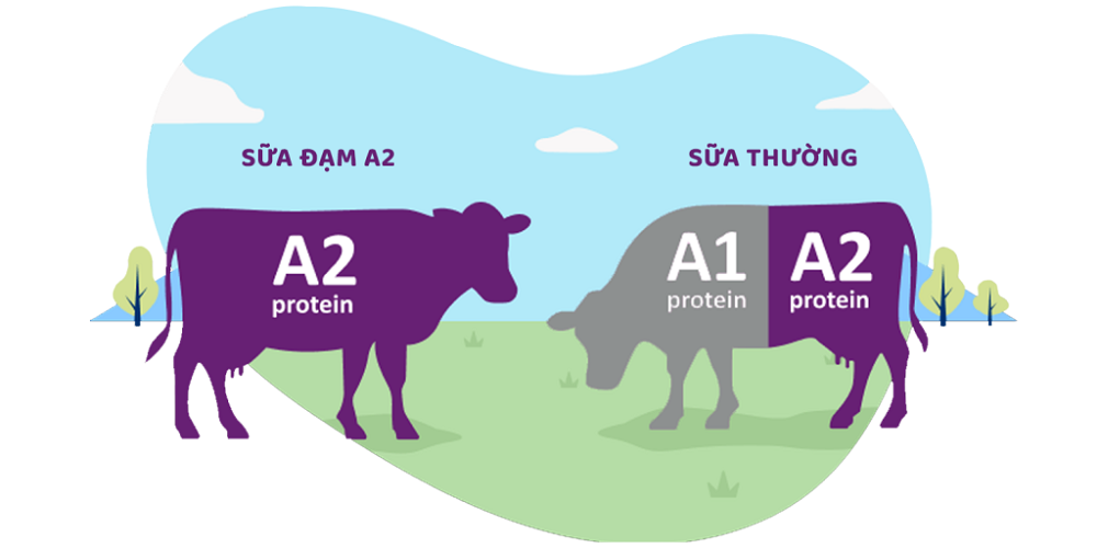 loi-ich-dam-a2